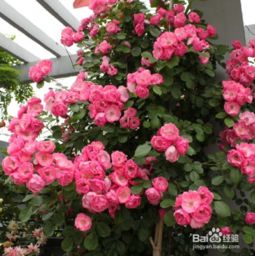 種植,注意事項,屏錦藤