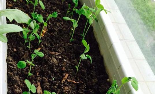 剛換盆的花注意事項,春季花換土的注意事項,剛換完花土注意事項