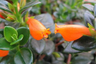 金魚(yú)吊蘭移栽注意事項(xiàng),金魚(yú)吊蘭快開(kāi)花時(shí)的養(yǎng)殖方法和注意事項(xiàng),金魚(yú)吊蘭的養(yǎng)殖方法和注意事項(xiàng)