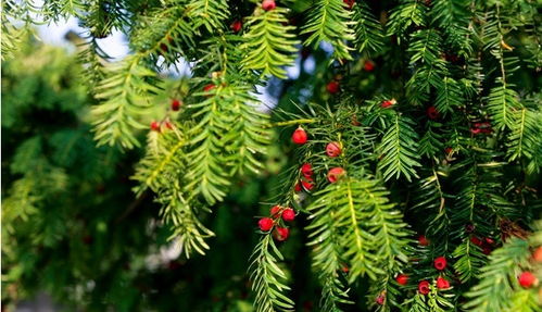 養(yǎng)殖,注意事項,方法