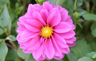 小麗花的養(yǎng)殖方法和注意事項(xiàng)