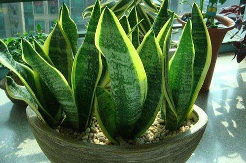 養(yǎng)殖,注意事項,方法,有哪些