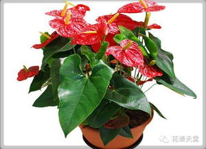 紅掌的養(yǎng)殖方法和注意事項(xiàng)有哪些