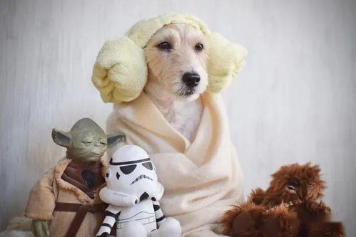 染色,注意事項,寵物