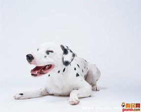 第一次養(yǎng)狗狗注意事項