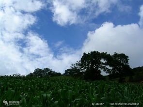 大理,注意事項(xiàng),旅游