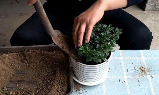 剛換土的花注意事項