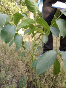 嫁接,仙人,注意事項(xiàng),方法