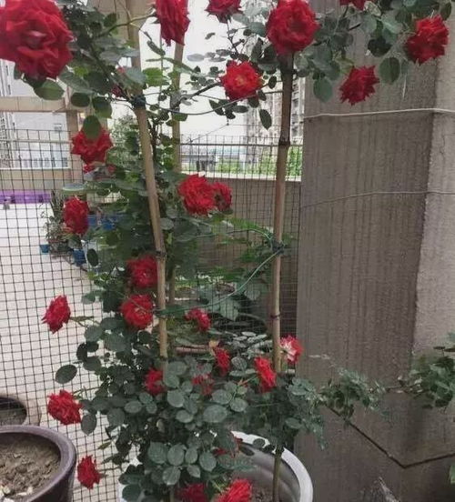 秞瓷盆養(yǎng)花的注意事項