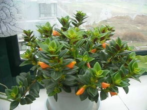 金魚(yú)吊蘭開(kāi)花注意事項(xiàng)