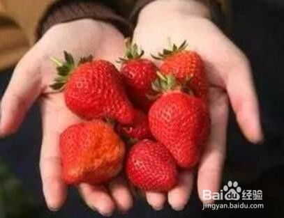 家養(yǎng)草莓注意事項