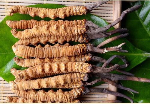 產(chǎn)婦吃冬蟲夏草注意事項