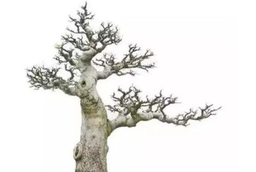 樸樹下山樁注意事項