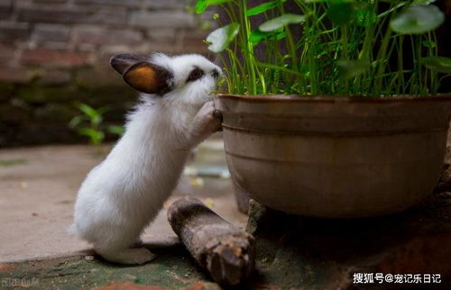 兔子,注意事項(xiàng)