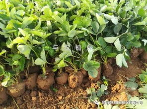 秋季花木移植緩苗期注意事項(xiàng)