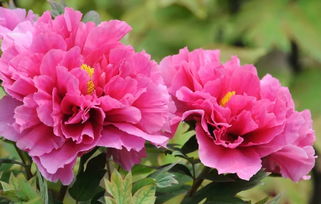 牡丹花,開(kāi)花,注意事項(xiàng)