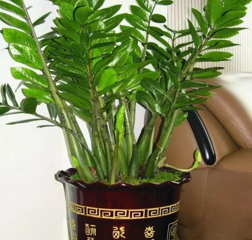 金錢樹打根注意事項(xiàng)