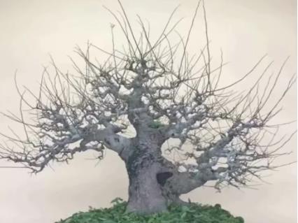 樸樹,下山,注意事項