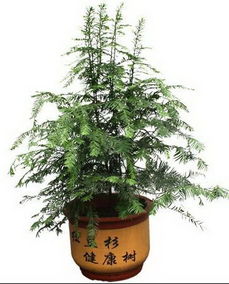 紅豆衫的養(yǎng)殖方法和注意事項