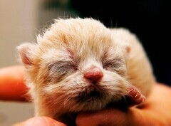 小貓灌腸注意事項