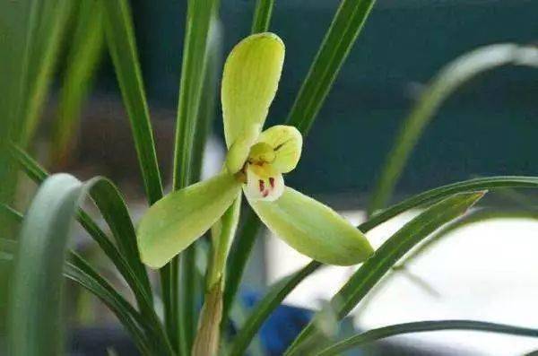 防風(fēng),種植,注意事項