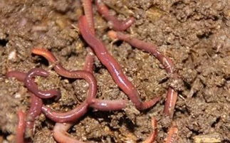 蚯蚓養(yǎng)殖注意事項(xiàng)