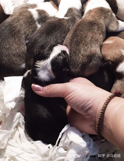 狗狗生寶寶后注意事項,小貓咪生寶寶注意事項,加菲貓生寶寶注意事項