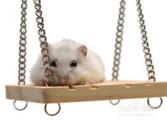 注意事項,熱門,小寵網(wǎng)