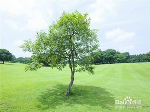 出樹(shù)注意事項(xiàng)