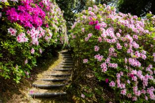 日本人,賞花,注意事項(xiàng)