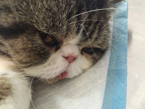 公貓,去勢,注意事項