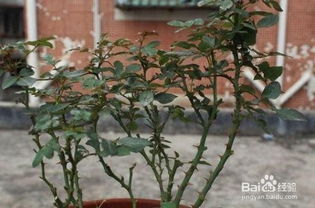 室內(nèi)月季種植方法和注意事項