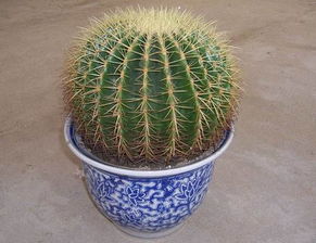 仙人球換土注意事項(xiàng)