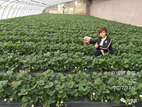 草莓澆水應(yīng)該注意事項