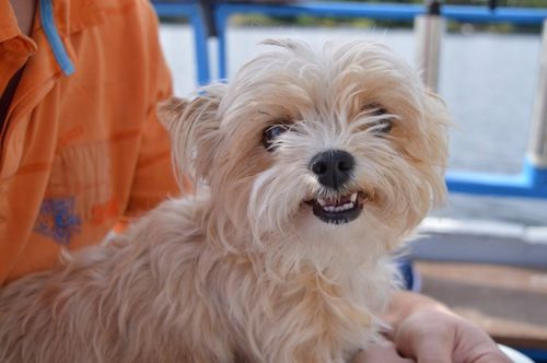 公泰迪做絕育后注意事項(xiàng),泰迪做絕育后注意事項(xiàng),泰迪母狗做絕育前注意事項(xiàng)