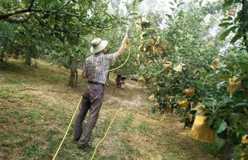 果樹花期打藥注意事項,打藥機(jī)的使用方法注意事項,月季打藥注意事項