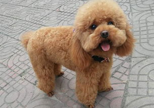 泰迪生理期的注意事項(xiàng)