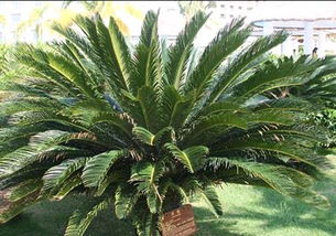 鐵樹,海棠,種植,注意事項