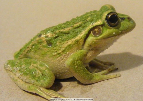 青蛙趴的注意事項,解剖青蛙的注意事項,折紙青蛙的注意事項