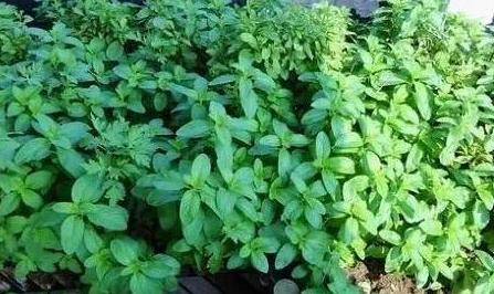 薄荷移栽注意事項