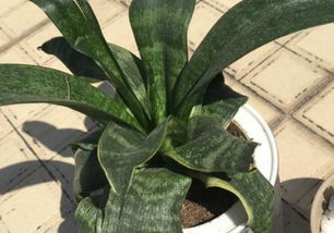 虎尾蘭的養(yǎng)殖方法和注意事項有哪些