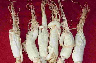 注意事項(xiàng),朝白參