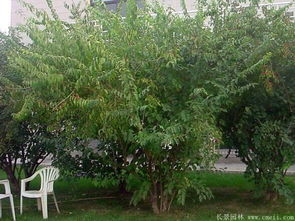 金銀,種植,注意事項