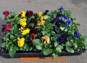 三色堇接種方法及注意事項(xiàng)