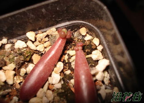 葉插發(fā)根后注意事項