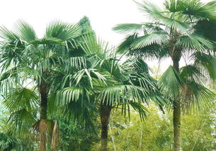 棕櫚樹修剪注意事項