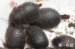 小土元注意事項(xiàng)