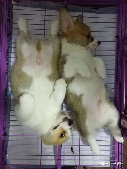 狗生寶寶前注意事項