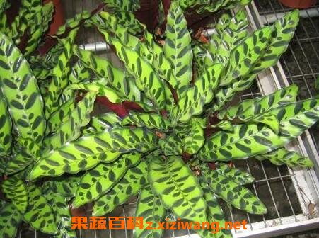 竹芋,花葉,養(yǎng)殖,注意事項(xiàng)