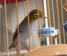 繡眼睫線注意事項(xiàng)